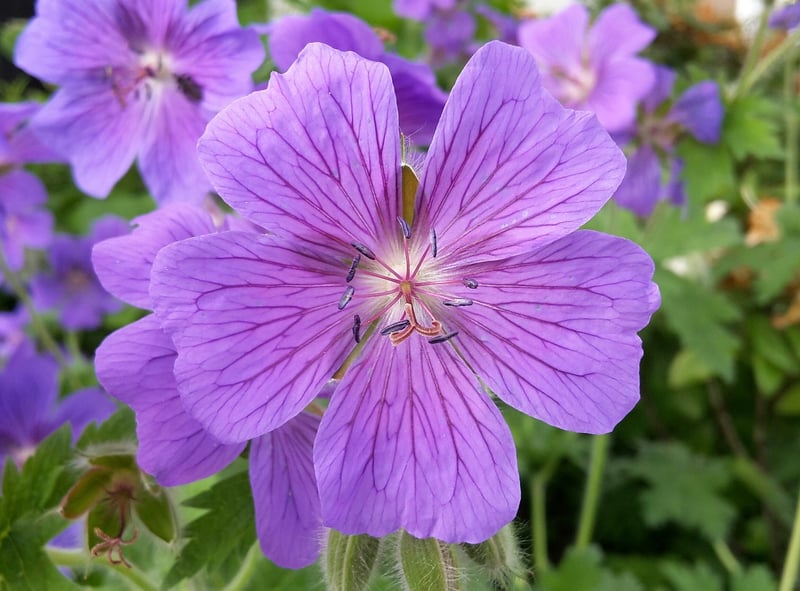 Deadheading Flowers