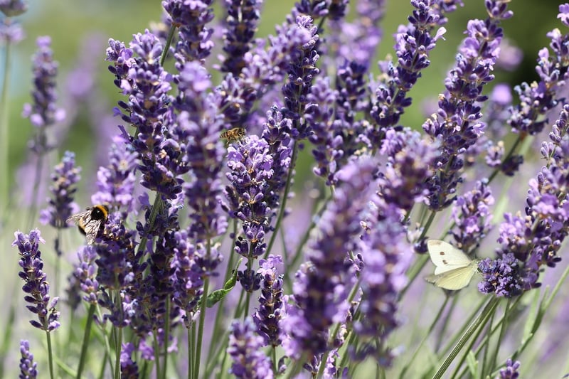 Lavender Herb