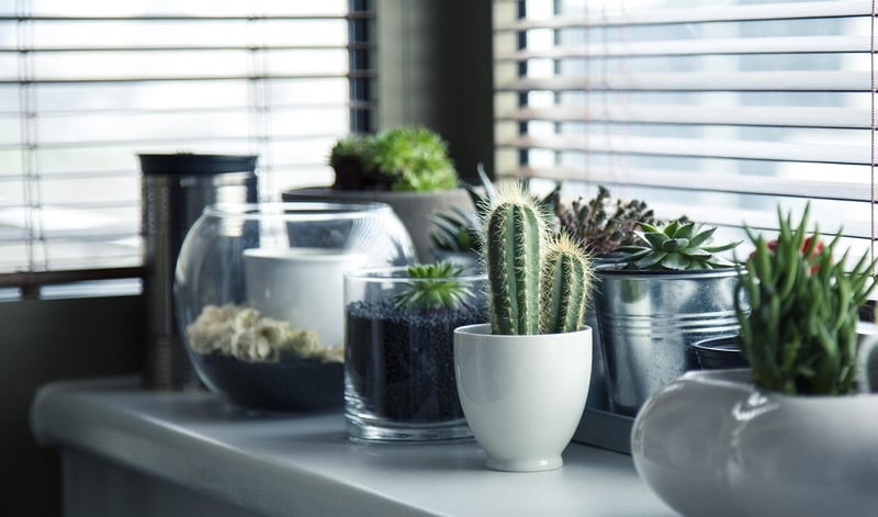 Tin Can Plant Holders