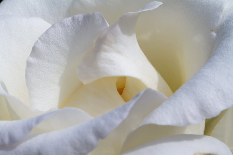 Rose Variety