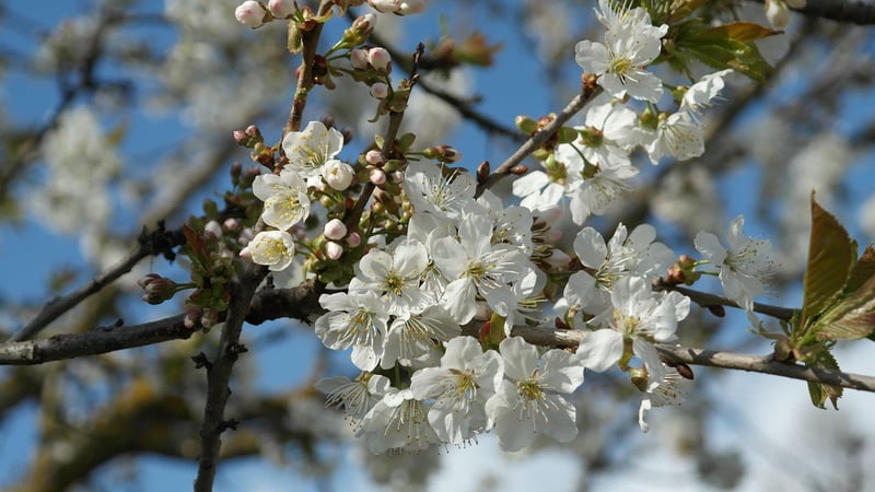 Crown Lifting Tree