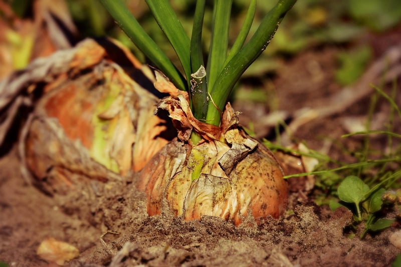 Urban Farming